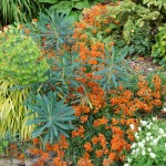 Erysimum A T verical May 2011 182