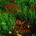 Red Hot Border