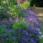 Viola corsicaMay 08 217