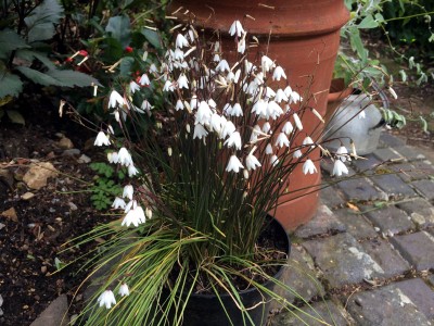 Acis autumnalis AGM - medium image 1