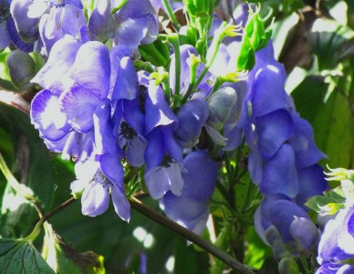 Aconitum hemsleyanum - medium image 1
