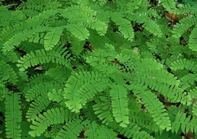 Adiantum pedatum - medium image 1