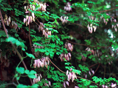 Adlumia fungosa - medium image 1
