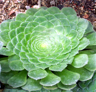Aeonium tabuliforme - medium image 1
