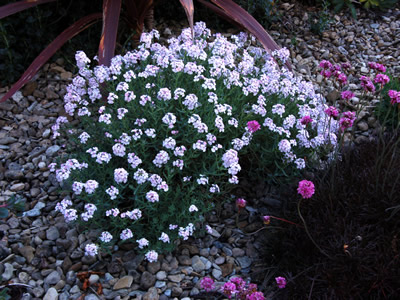 Aethionema grandiflorum - medium image 1