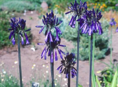 Agapanthus inapertus - medium image 1