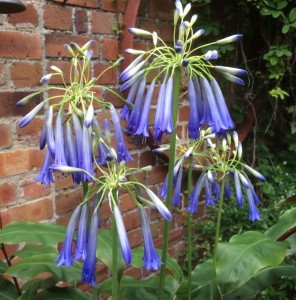 Agapanthus inapertus 'Icicle' - medium image 1