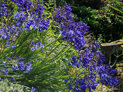 Agapanthus short dark blue Headbourne hybrids - medium image 1