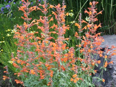 Agastache aurantiacus 'Apricot Sprite' - medium image 1