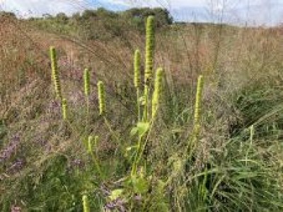 Agastache nepetoides - medium image 1