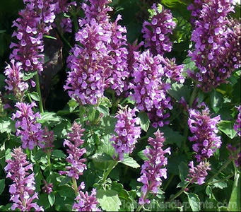 Agastache 'Rose Mint' - medium image 1