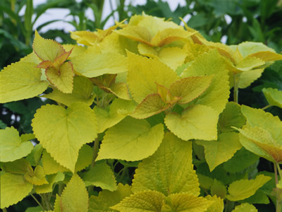 Agastache rugosa 'Golden Jubilee' - medium image 1