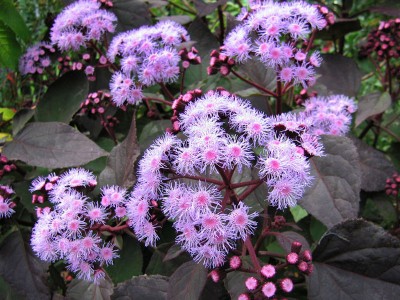 Ageratum corymbosum - medium image 1
