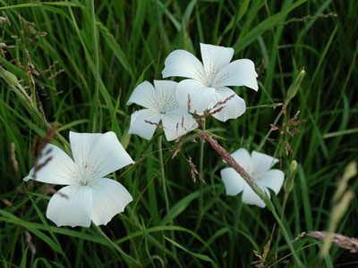 Agrostemma 'Ocean Pearl' - medium image 1