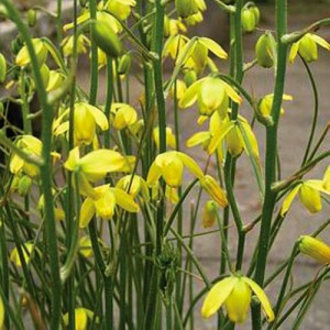 Albuca shawii - medium image 1