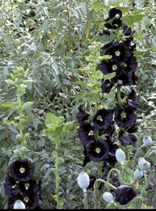 Alcea rosea 'Nigra' - medium image 1