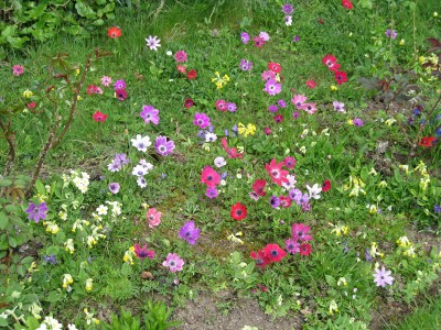Anemone pavonina mixed from Cedric Morris - medium image 1