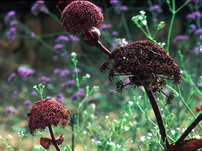 Angelica gigas - medium image 1