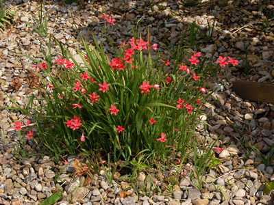 Anomatheca laxa - medium image 1