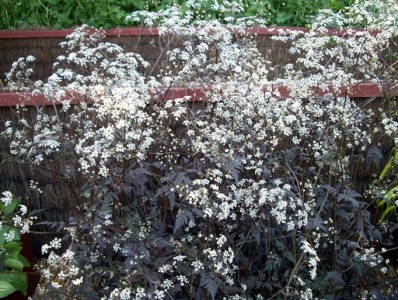 Anthriscus sylvestris 'Ravenswing' - medium image 1