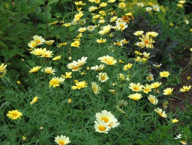 Argyranthemum 'Jamaica Primrose' - medium image 1