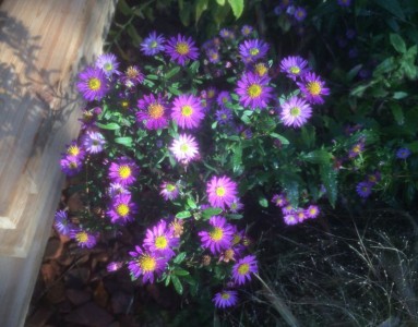 Aster 'Ezo Murasaki' - medium image 1