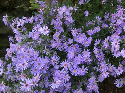 Aster 'Little Carlow' - medium image 1