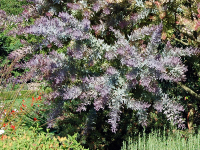 Acacia baileyana 'Purpurea' - medium image 2