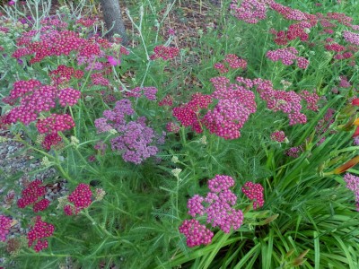 Achillea millefolium 'Cassis' - medium image 2