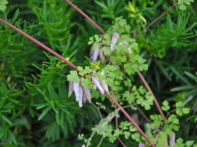 Adlumia fungosa - medium image 2