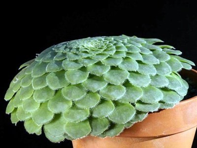 Aeonium tabuliforme - medium image 2