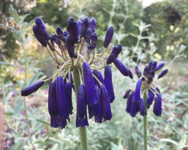 Agapanthus inapertus - medium image 2