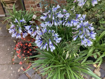 Agapanthus 'Twister' - medium image 2