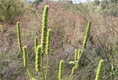 Agastache nepetoides - medium image 2