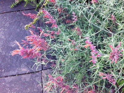 Agastache rupestris - medium image 2