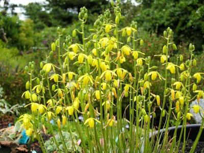 Albuca shawii - medium image 2