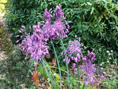 Allium carinatum ssp. pulchellum AGM - medium image 2