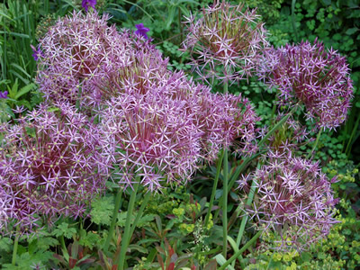 Allium cristophii AGM - medium image 2