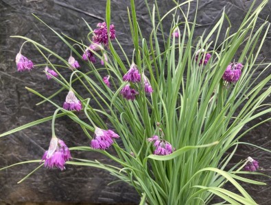 Allium cyathophorum AGM - medium image 2