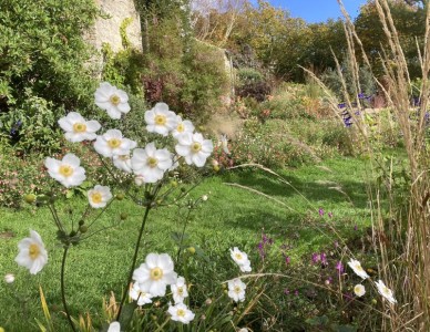 Anemone 'Andrea Atkinson' - medium image 2