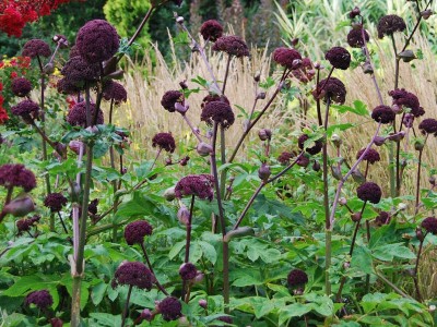 Angelica gigas - medium image 2
