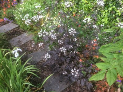 Anthriscus sylvestris 'Dial Park' - medium image 2