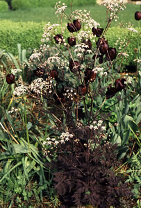 Anthriscus sylvestris 'Ravenswing' - medium image 2