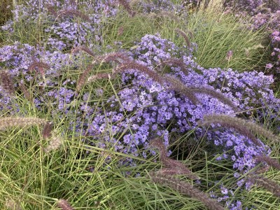 Aster 'Little Carlow' - medium image 2