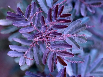 Acacia baileyana 'Purpurea' - medium image 3