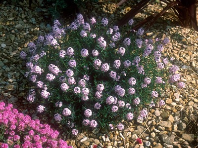 Aethionema grandiflorum - medium image 3