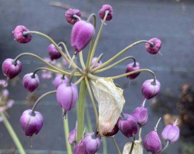 Allium cernuum AGM - medium image 3
