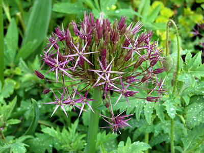 Allium cristophii AGM - medium image 3