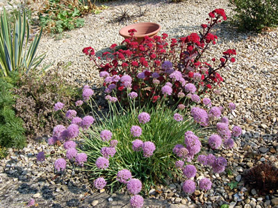 Allium senescens ssp. montanum var. glaucum - medium image 3