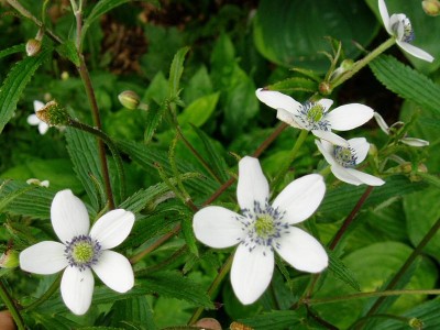 Anemone rivularis - medium image 3